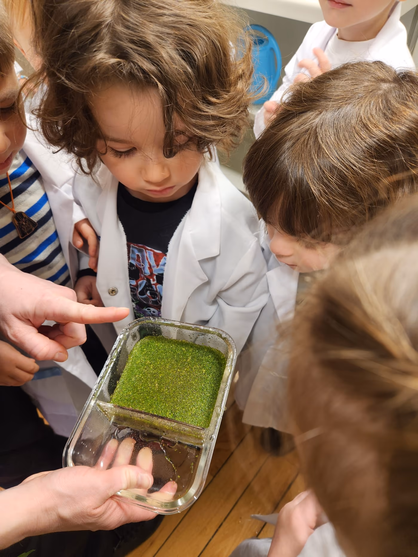 Hydroponics and fresh food at Golden Minds Prep preschool